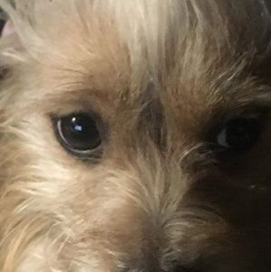 Meet your Posher, Annamia